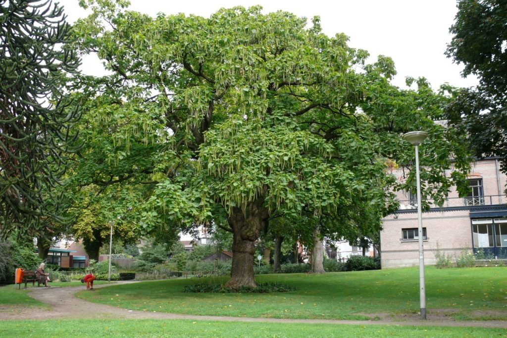 Trompetrræ - solitærtræ catalpa til haven eller parken